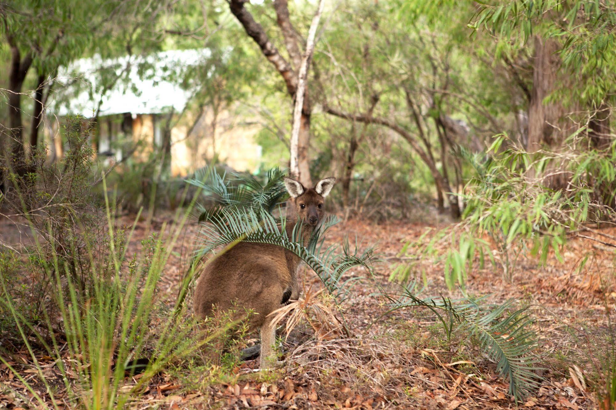 Bussells Bushland Cottages Margaret River Exterior photo
